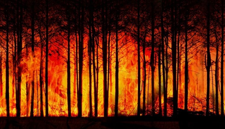 Incendios forestales
