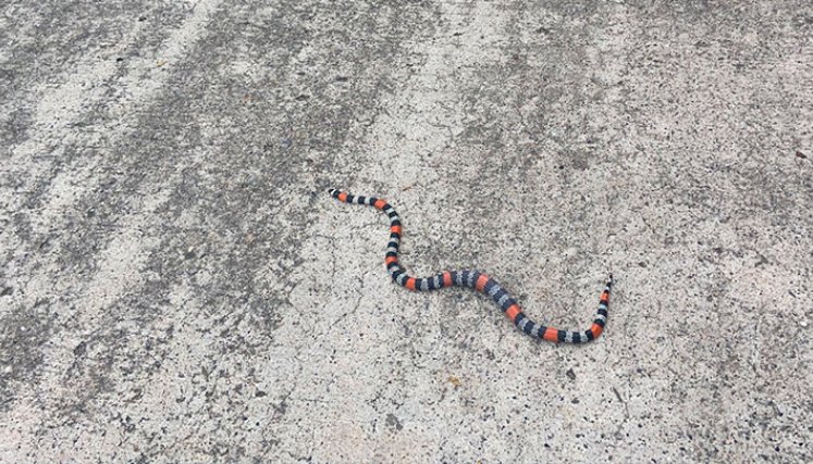 serpiente