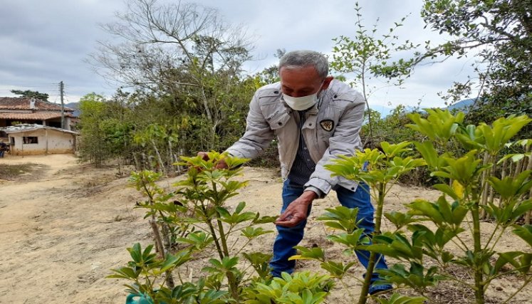 Los campesinos cuidan los árboles sembrados en el camino hacia el santuario.