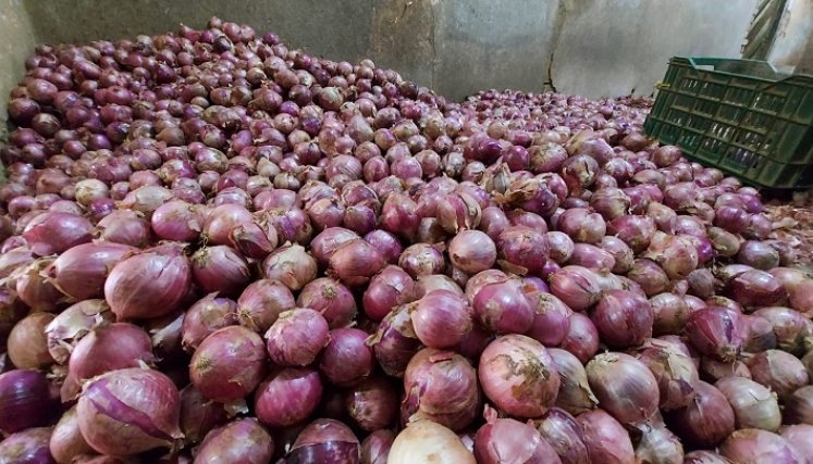 Los campesinos de la provincia de Ocaña insisten en recuperar la semilla para obtener la denominación de origen para conquistar nuevos mercados y así evitar la competencia del producto procedente del vecino país de Perú.