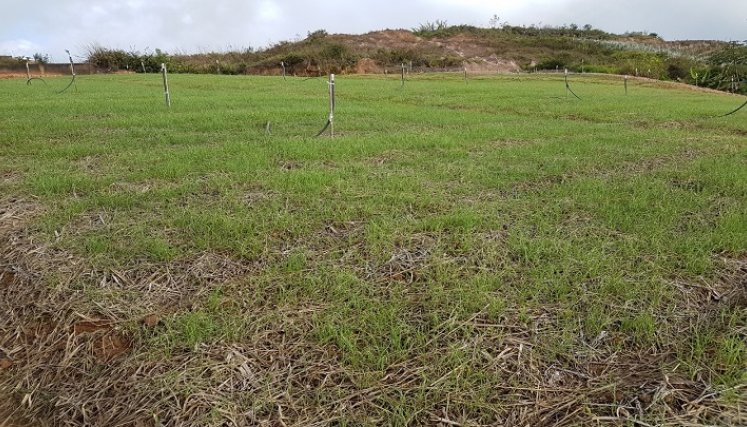 Más de seis mil familias viven del cultivo de cebolla.