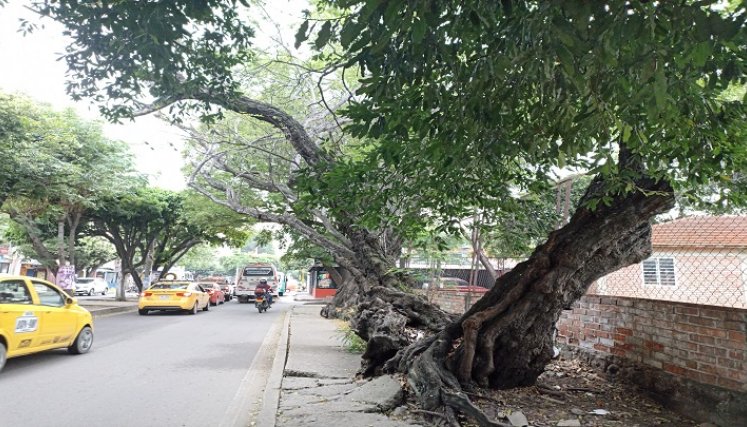 arboles enfermos en cúcuta