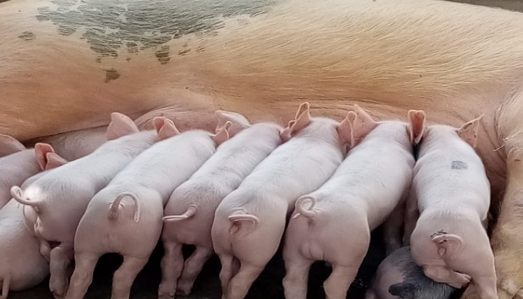 La línea porcina se constituye en una fuente de ingresos.