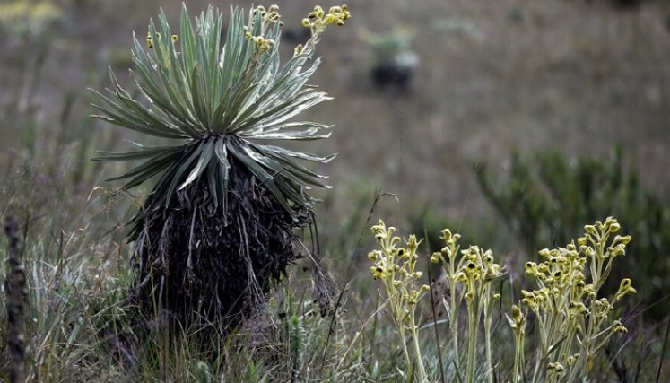 Frailejones se verían afectados por el cambio climático, confirma estudio./Foto: internet