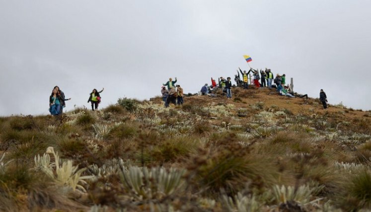 Frailejones se afectarían por el cambio climático