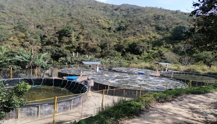 Un novedoso sistema para el ahorro de agua en la cría de peces, se implementa en la vereda Santa Lucía de Ocaña. Una estrategia intensiva de uso de energía renovable con paneles solares.
