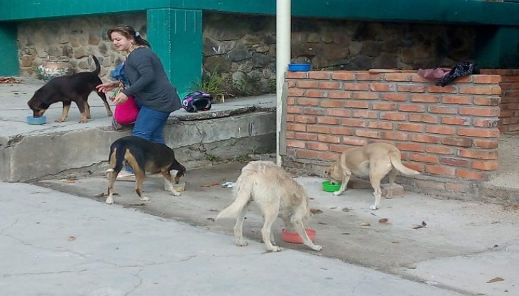 Una misión altruista desarrolla la maestra de la Institución Educativa Francisco Fernández de Contreras, Julieth Navarro Baene, con los perros en condición de calle. / Foto: Cortesía / La Opinión 