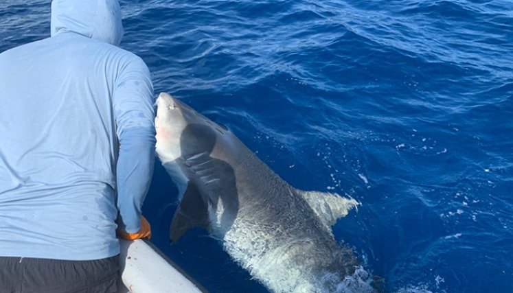 Tiburón en Sán Andrés
