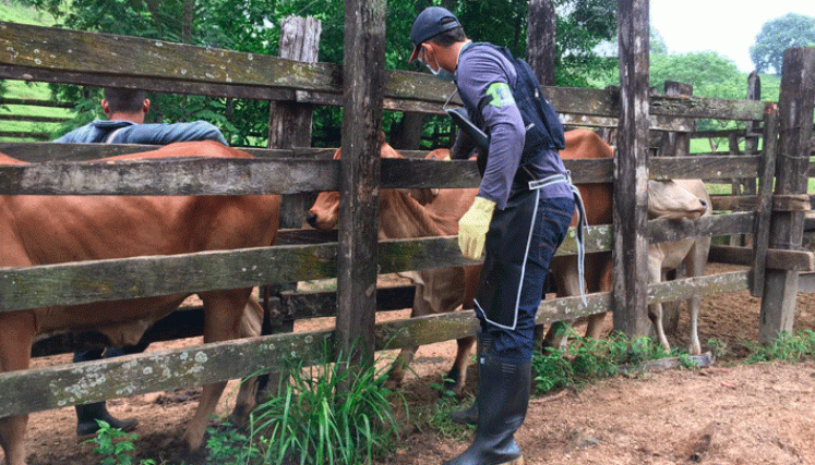 Vacunación contra aftosa avanza en el 80 % del hato en frontera con Venezuela
