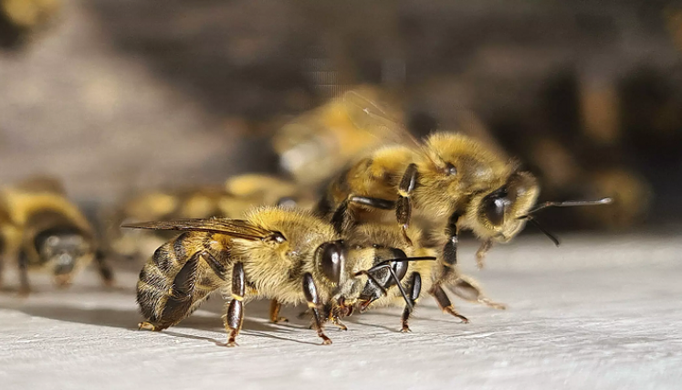 Abejas