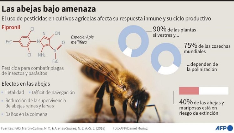 Cifras de las abejas