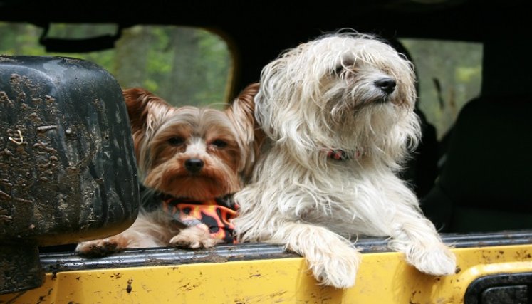 Mascotas en carros /Foto: Cortesía