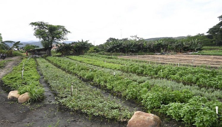 Aromáticas y plantas medicinales que se cultivan en Juan Frío
