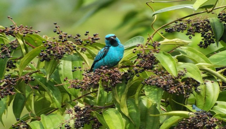 En la región se han avistado entre 600 y 700 especies de aves.  / Foto: Cortesía 