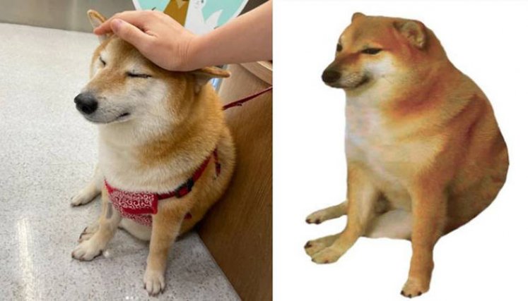 Memes de cheems
