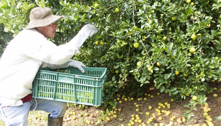 Otro producto de exportación que se destaca en esta zona del país es el limón Tahití, 