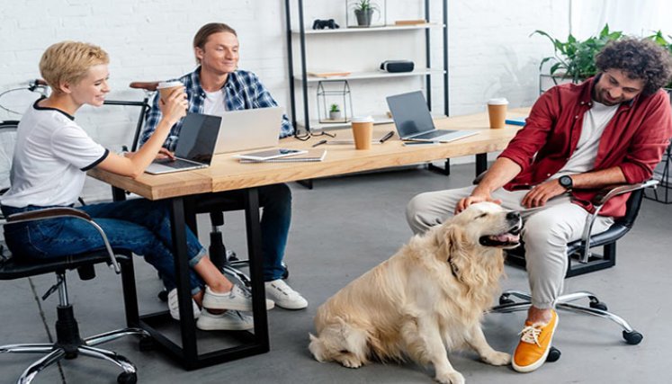 Mascotas en el trabajo. 
