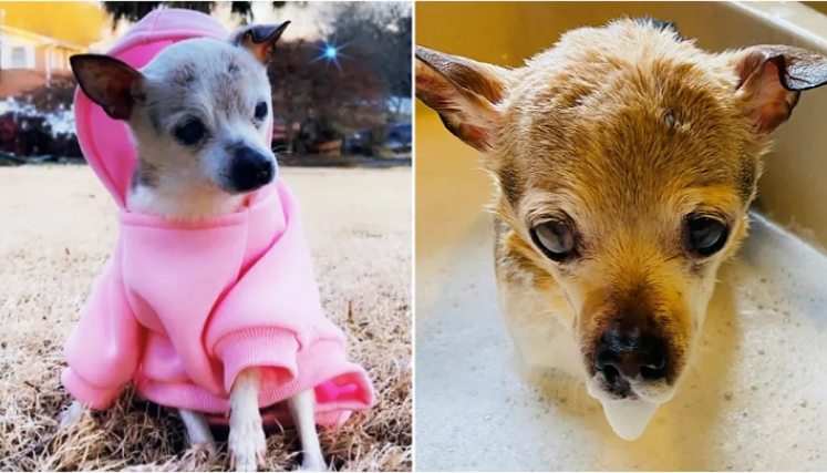 Toy Fox Terrier