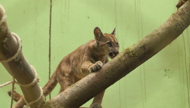 Menor sobrevive al ataque de un puma