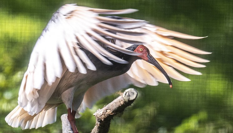 Toki, un pájaro reintroducido en Asia 