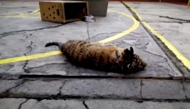 Frida y la nueva vida de grandes felinos convertidos en mascotas./Foto: internet