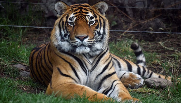 Frida y la nueva vida de grandes felinos convertidos en mascotas./Foto: Alfredo Estrella - AFP