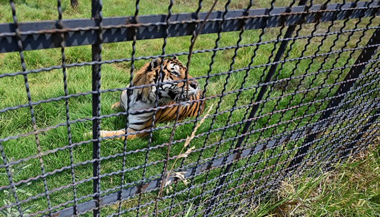 Frida y la nueva vida de grandes felinos convertidos en mascotas./Foto: Alfredo Estrella - AFP