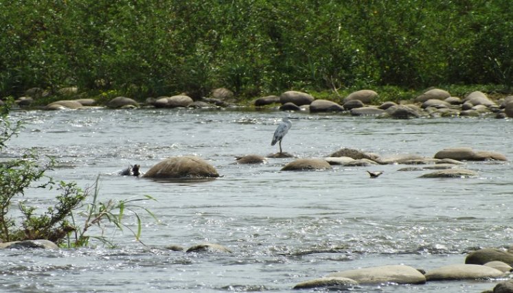 En el Global Big Day se esperaba avistar más de 400 especies (acuáticas, rapaces, pájaros, entre otros) pero solo se registraron 280. / Foto: Cortesía / La Opinión 