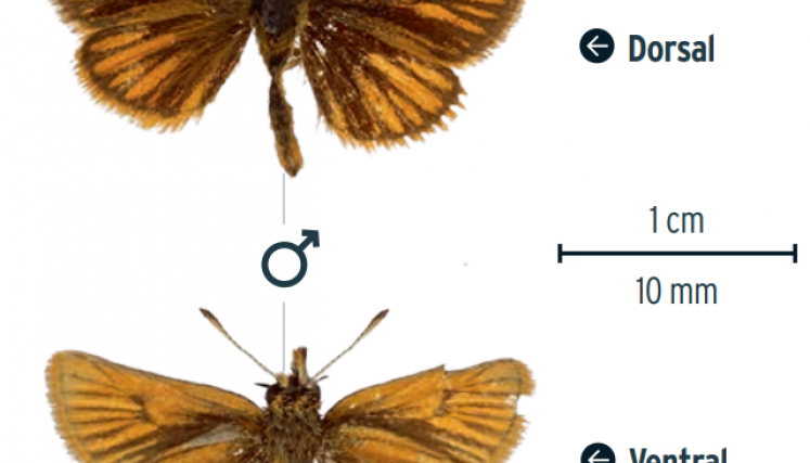Ancyloxypha melanoneura