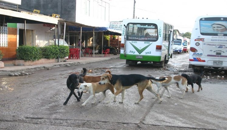 Los más de 70 refugios de animales, sin ánimo de lucro que funcionan en la ciudad, solicitan ayudas para seguir atendiendo a estos animales.  