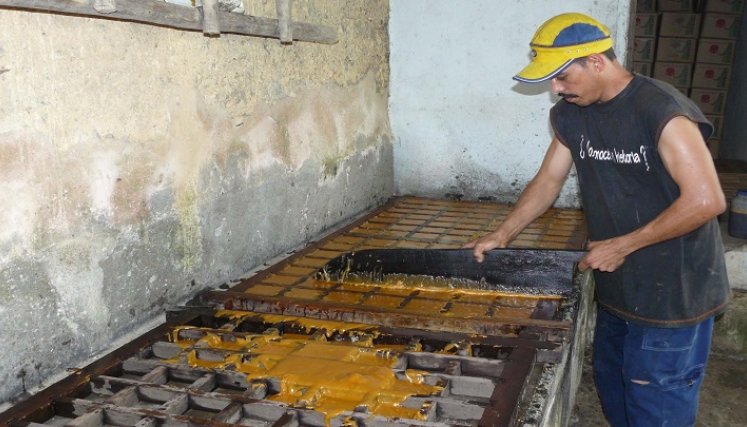 Los cañicultores de la provincia de Ocaña trabajan a pérdida por el vaivén de los mercados y la competencia de los edulcorantes a nivel nacional. / Foto: Cortesía / La Opinión 