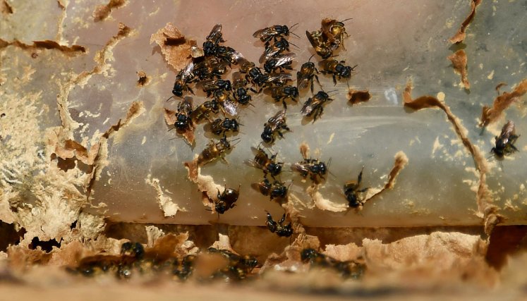 Investigación de abejas en Brasil 