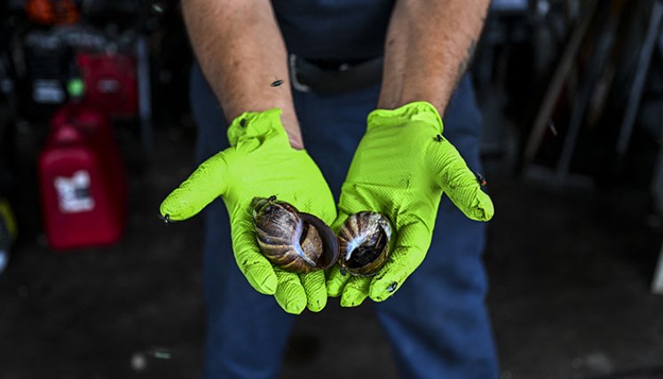 El caracol gigante africano preocupa a estadounidenses./Foto_ AFP