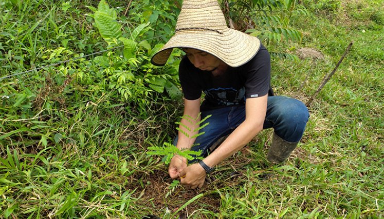 Convertirán las fincas en bosques en Norte de Santander./Foto: cortesía Corponor