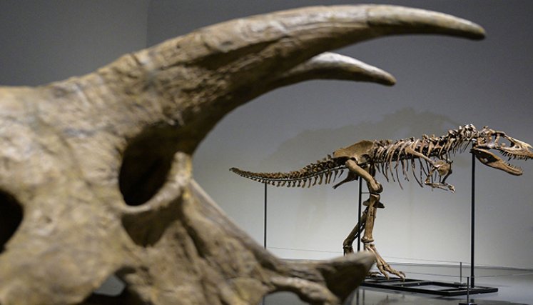 Sale a subasta en Nueva York el esqueleto de un dinosaurio./Foto: AFP