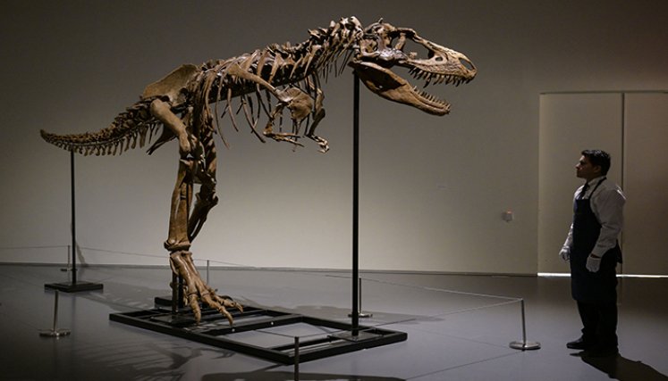 Sale a subasta en Nueva York el esqueleto de un dinosaurio./Foto: AFP