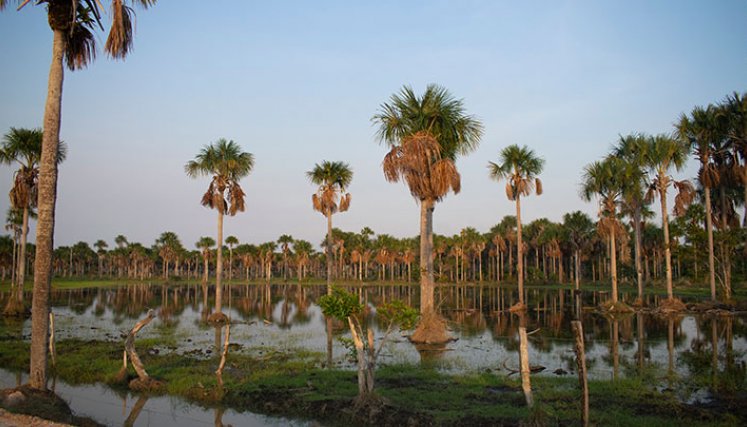 El sector privado desempeñó un papel crucial en la conservación de los ecosistemas mediante el fomento de prácticas ambientales y agrícolas y la implementación del impuesto al carbono en Colombia. / Foto: Cortesía
