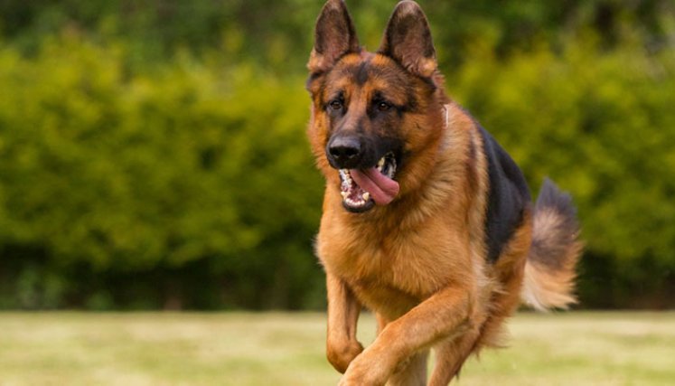 En los perros se presenta dolor principalmente en las articulaciones de codo, rodillas y cadera. / Foto: Cortesía