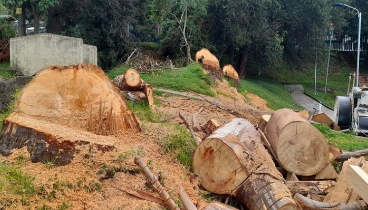 ¿Hubo tala indiscriminada de árboles en Pamplona?/Foto: cortesía