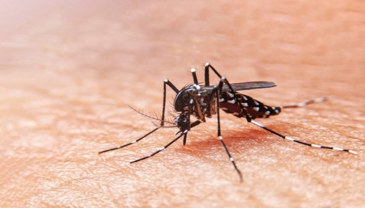 Dengue. / Foto: Cortesía