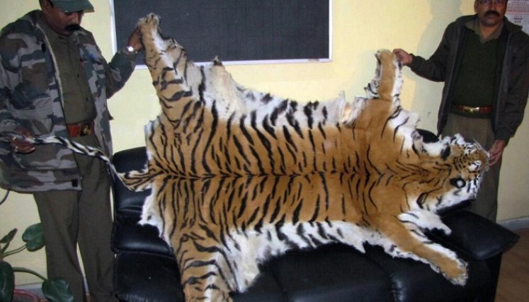Tigres. / Foto: AFP