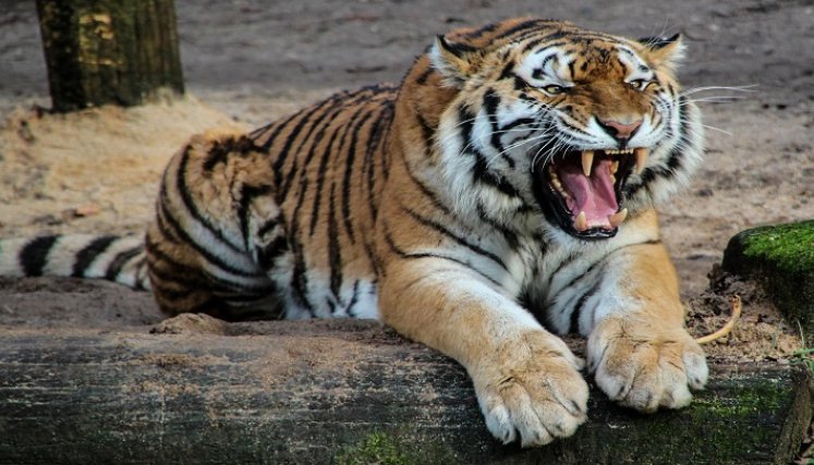 Tigres. / Foto: Cortesía