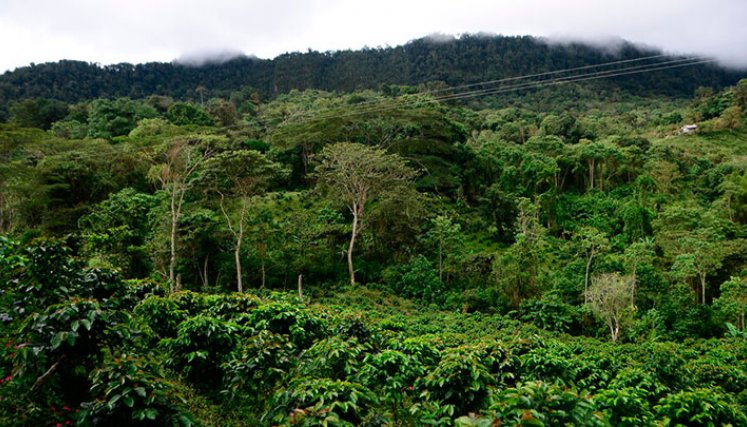 Si bien Colombia es un país con una amplia extensión de bosques, no tiene una economía forestal y de madera: / Foto: Colprensa