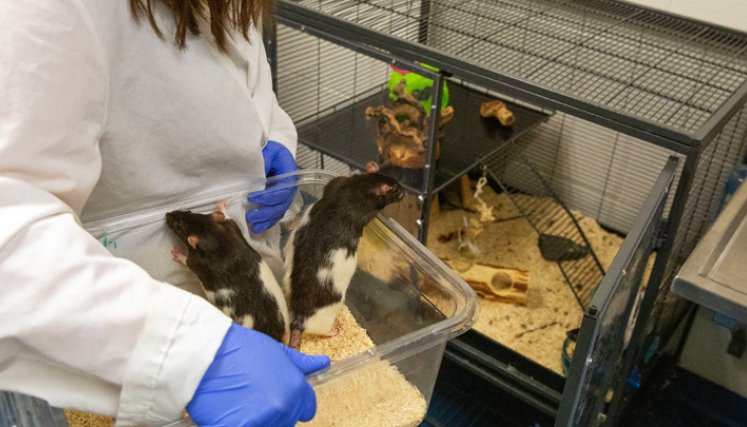 'Ratas chófer', un nuevo enfoque para la salud mental  