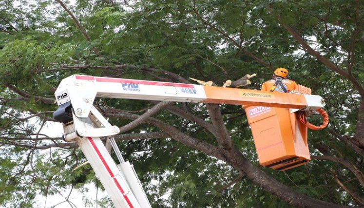 La conflagración en el interior del tronco de un árbol enciende las alarmas sobre la revisión y reposición de las especies nativas en Ocaña.  