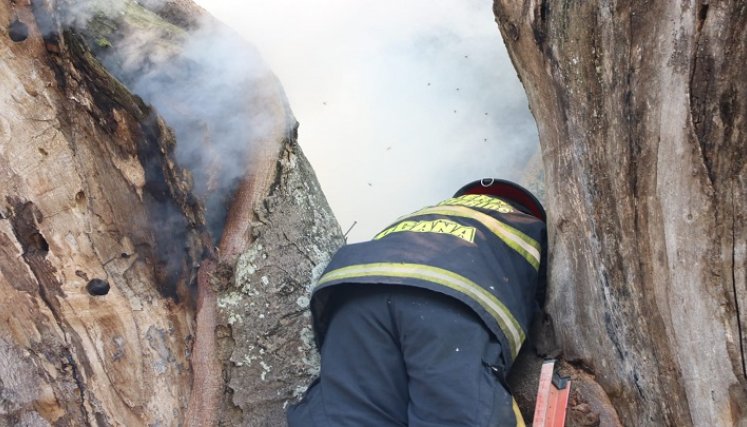 La conflagración en el interior del tronco de un árbol enciende las alarmas sobre la revisión y reposición de las especies nativas en Ocaña.  
