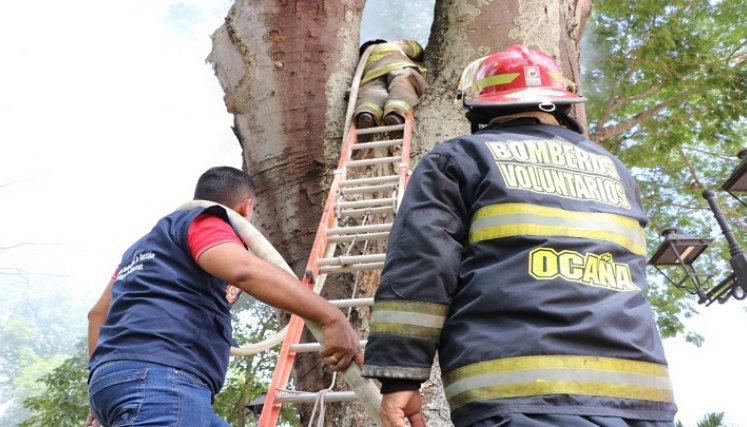 La conflagración en el interior del tronco de un árbol enciende las alarmas sobre la revisión y reposición de las especies nativas en Ocaña.  