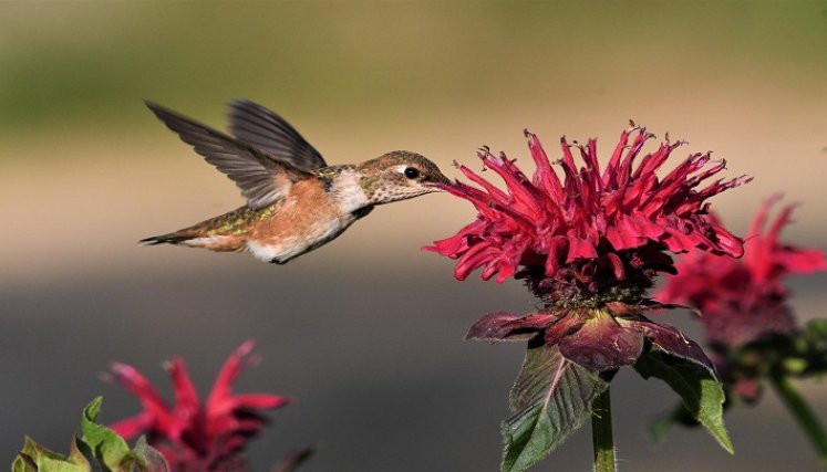 Colibríes. / Foto: Cortesía