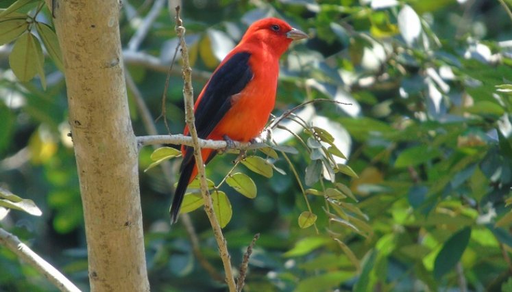 Piranga olivacea