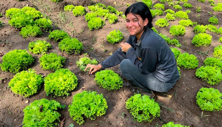 Sena sector Agro.